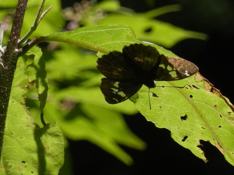 ダイミョウセセリ