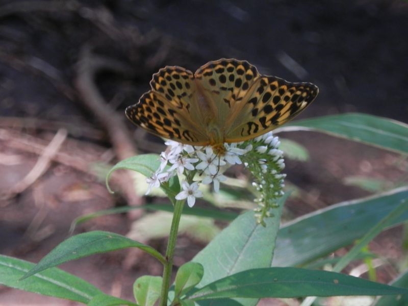 オオウラギンスジヒョウモン♀