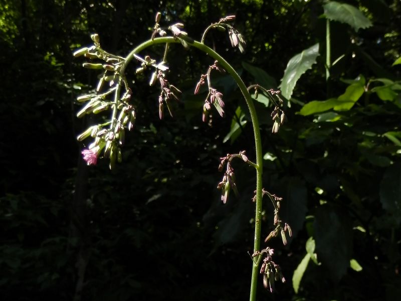 ムラサキニガナ