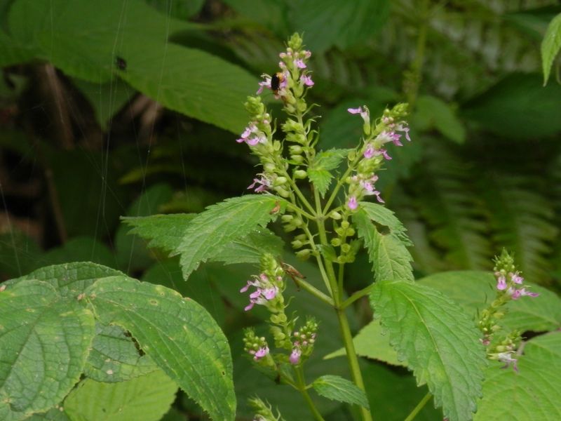 p7063531.jpg (large)