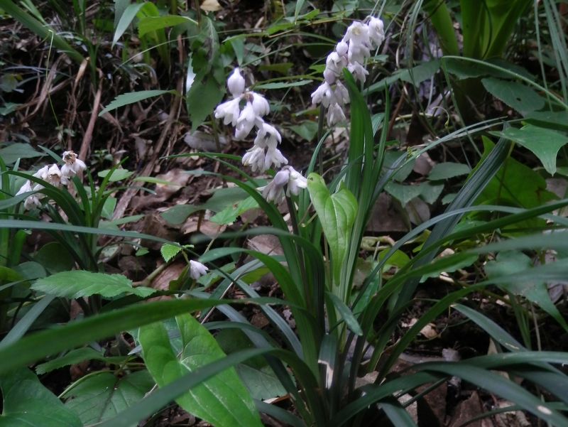 オオバジャノヒゲ