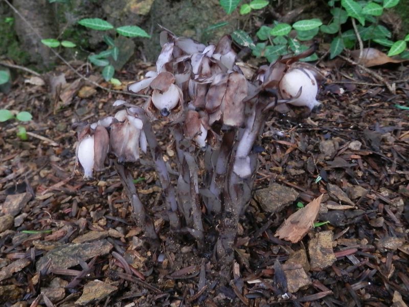 ギンリョウソウの果実