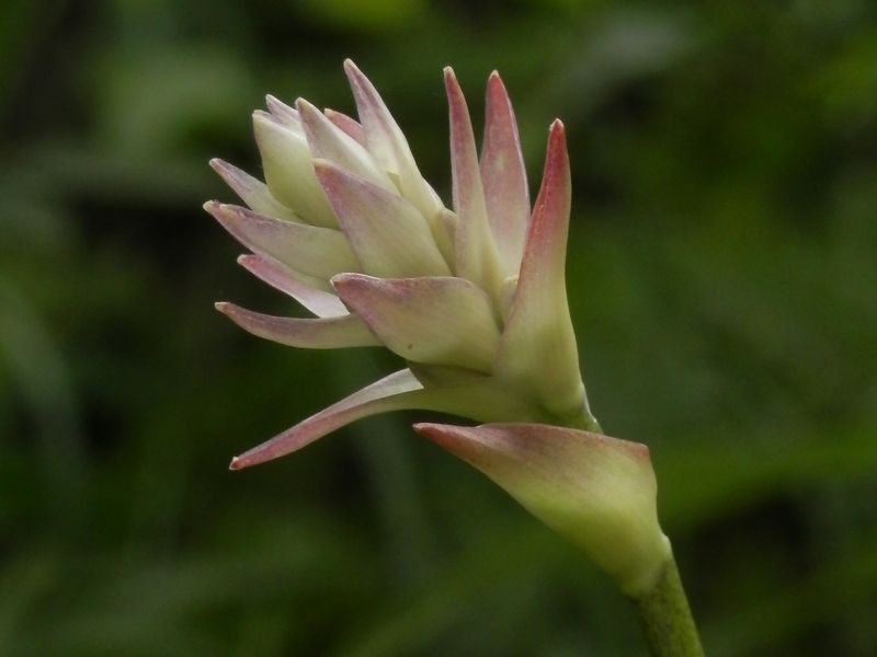 オオバギボウシ