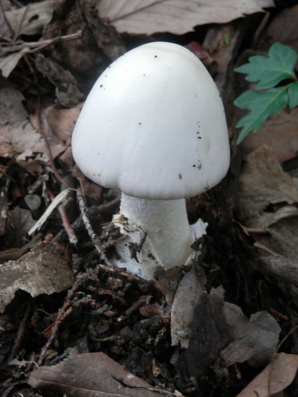 ユデタマゴタケ？