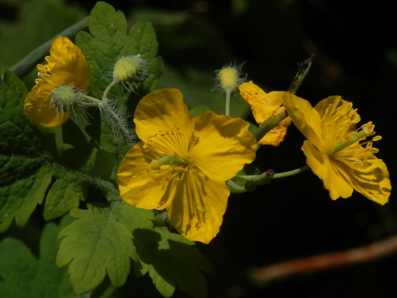 高尾山花探し -- クサノオウ