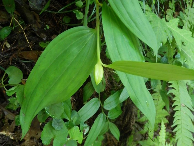 高尾山花探し -- ヤマユリのつぼみ