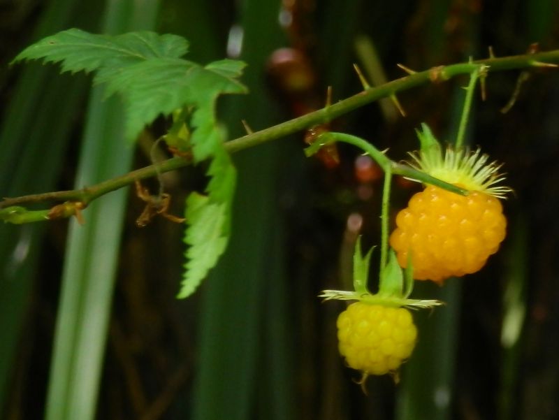 高尾山花探し -- モミジイチゴ