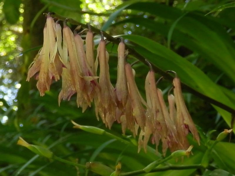 高尾山花探し -- サイハイラン