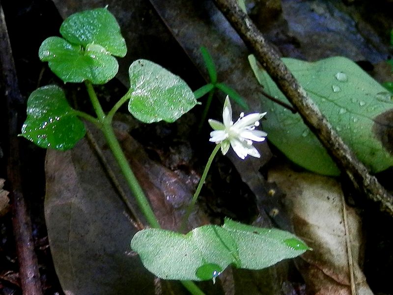高尾山花探し -- サワハコベ