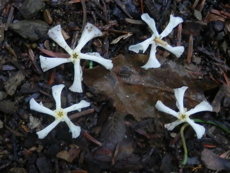 高尾山花探し -- テイカカズラの落花