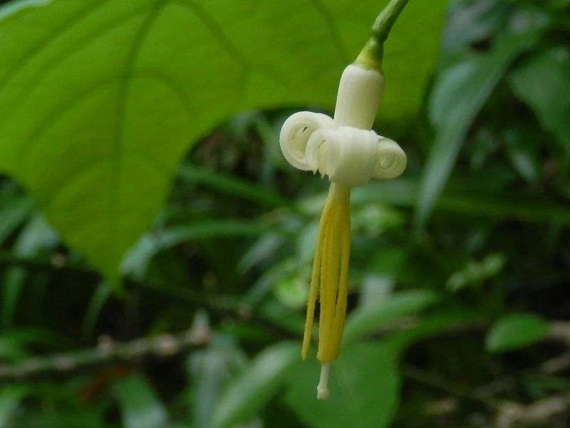 高尾山花探し -- ウリノキ