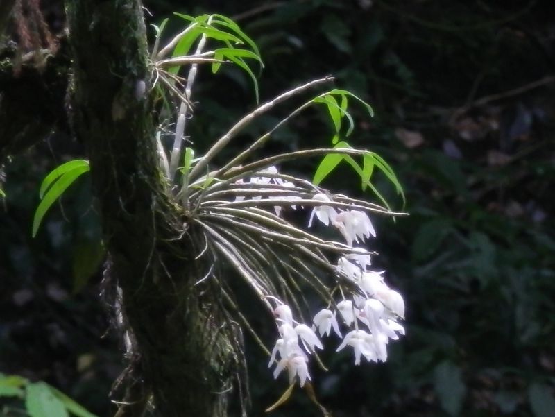 高尾山花探し -- セッコクは終盤