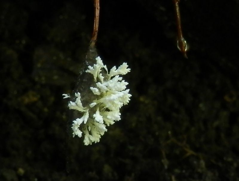 高尾山花探し -- 菌類のようだけど