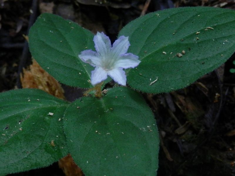 高尾山花探し -- イナモリソウ（花弁が６枚）