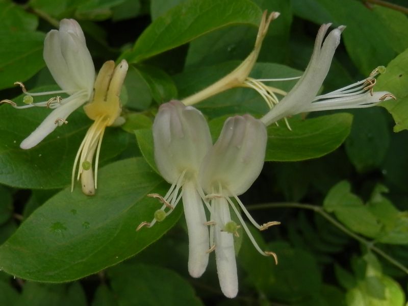 高尾山花探し -- スイカズラ