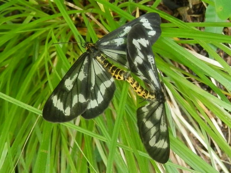 高尾山花探し -- ヒロオビトンボエダシャク