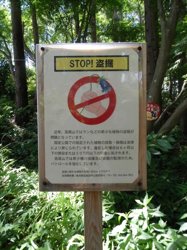 高尾山花探し -- STOP！盗掘