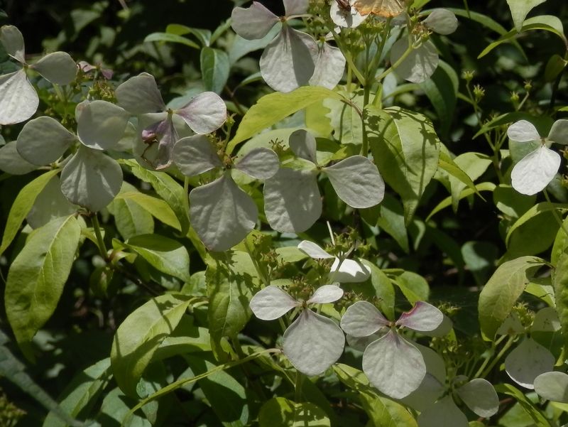 高尾山花探し -- ガクウツギ