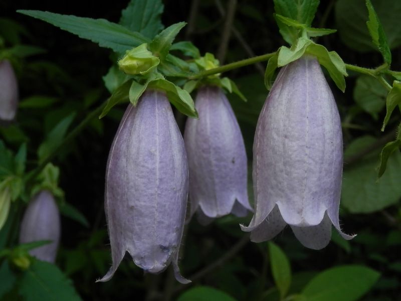 高尾山花探し -- ホタルブクロ