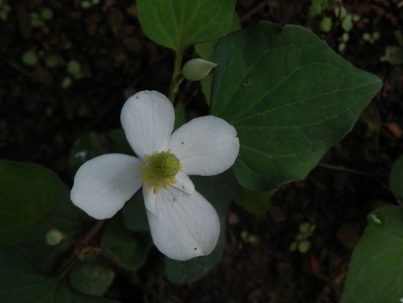 高尾山花探し -- ドクダミ