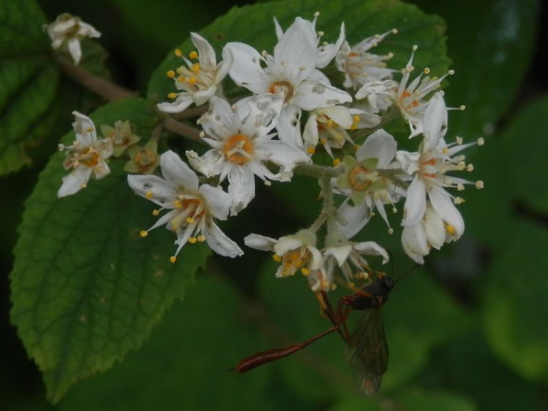 高尾山花探し -- 咲き残っていた、マルバウツギ