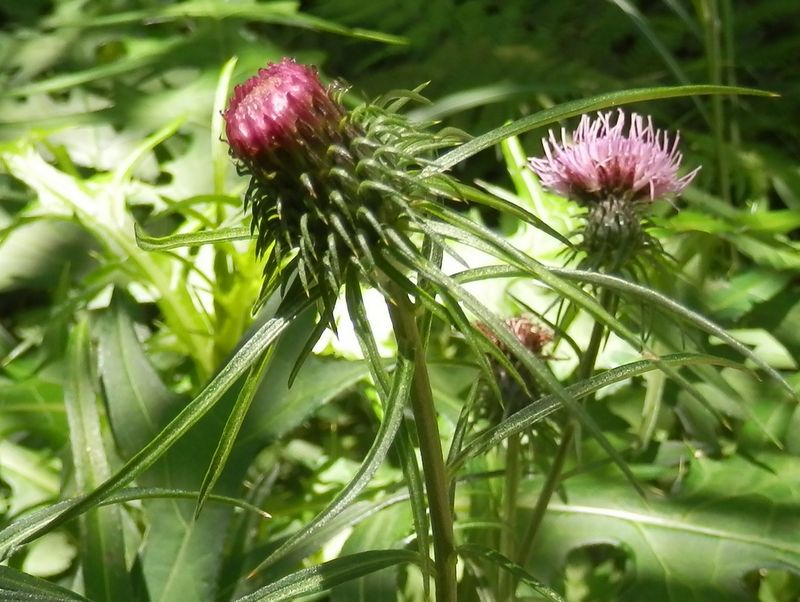高尾山花探し -- 何アザミかな