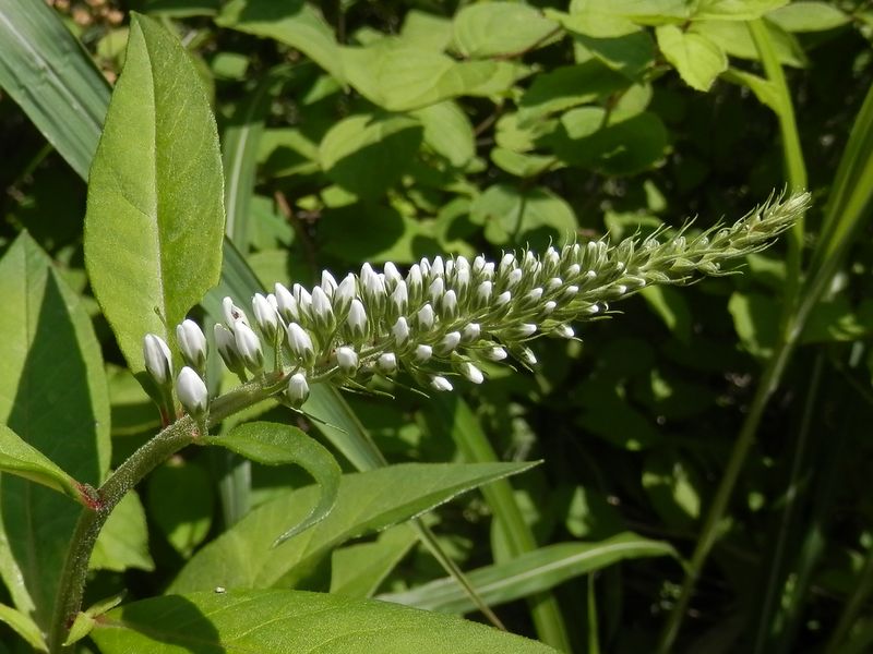 高尾山花探し -- オカトラノオのつぼみ