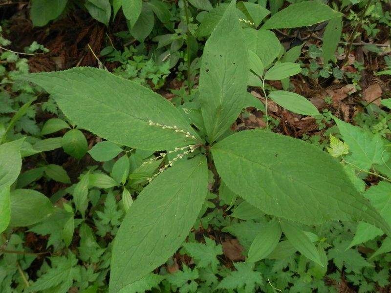 高尾山花探し -- フタリシズカ