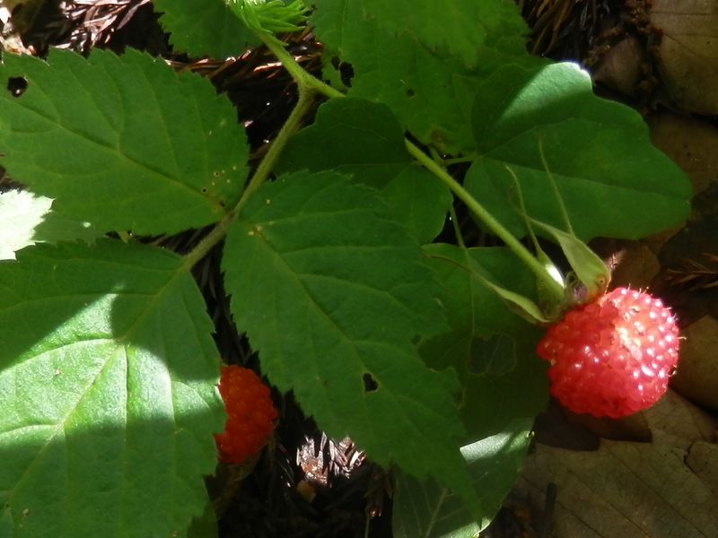 高尾山花探し -- ややクセのある甘味のクサイチゴ