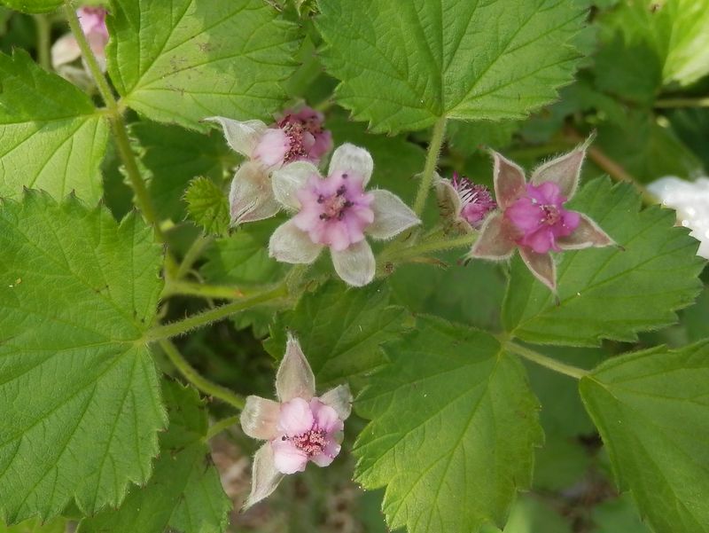 高尾山花探し -- ナワシロイチゴの花