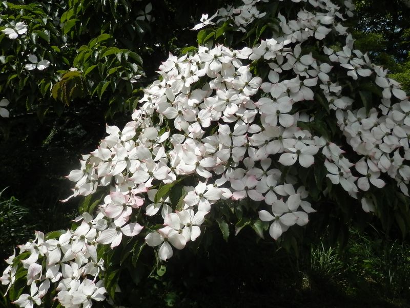 高尾山花探し -- 一丁平園地のヤマボウシ