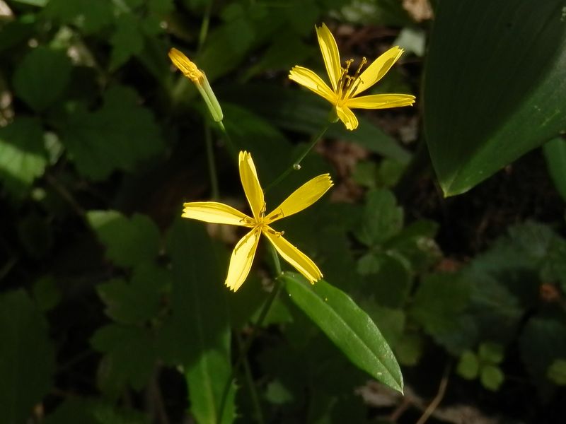 高尾山花探し -- ニガナ