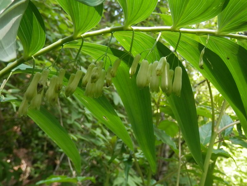 高尾山花探し -- ナルコユリ