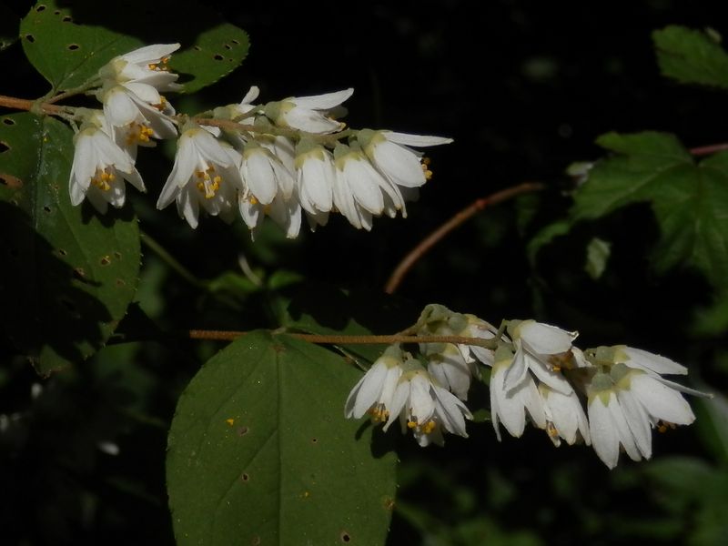 高尾山花探し -- 咲き残っていたウツギ