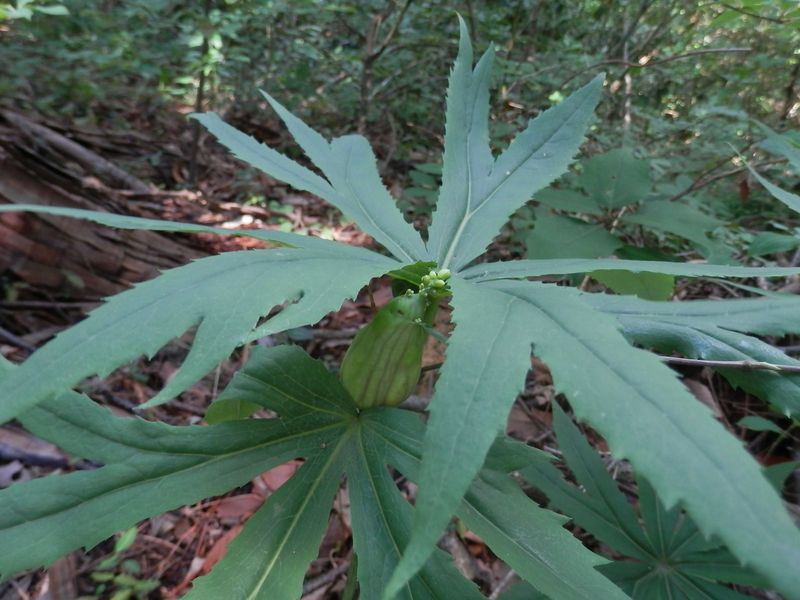 高尾山花探し -- ヤブレガサから花茎が出てきた