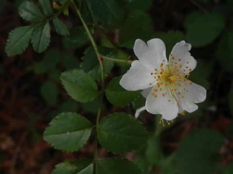 高尾山花探し -- ヤマテリハノイバラ