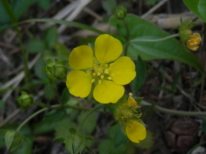 高尾山花探し -- ミツバツチグリ