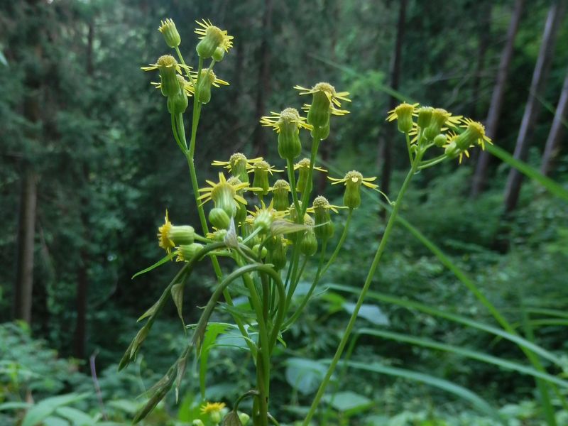 高尾山花探し -- サワギク
