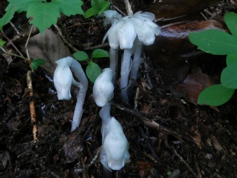 高尾山花探し -- ギンリョウソウ