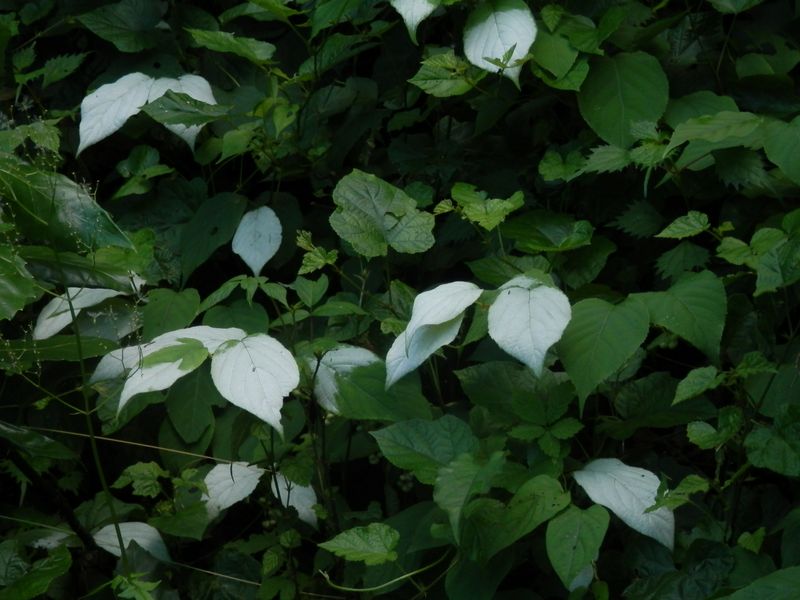 高尾山花探し -- マタタビの葉