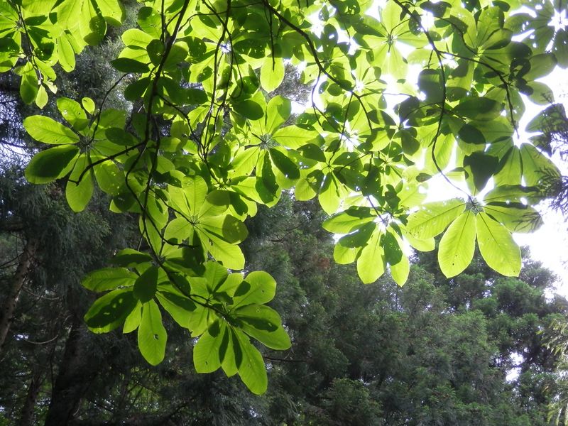 高尾山花探し -- ホオノキ