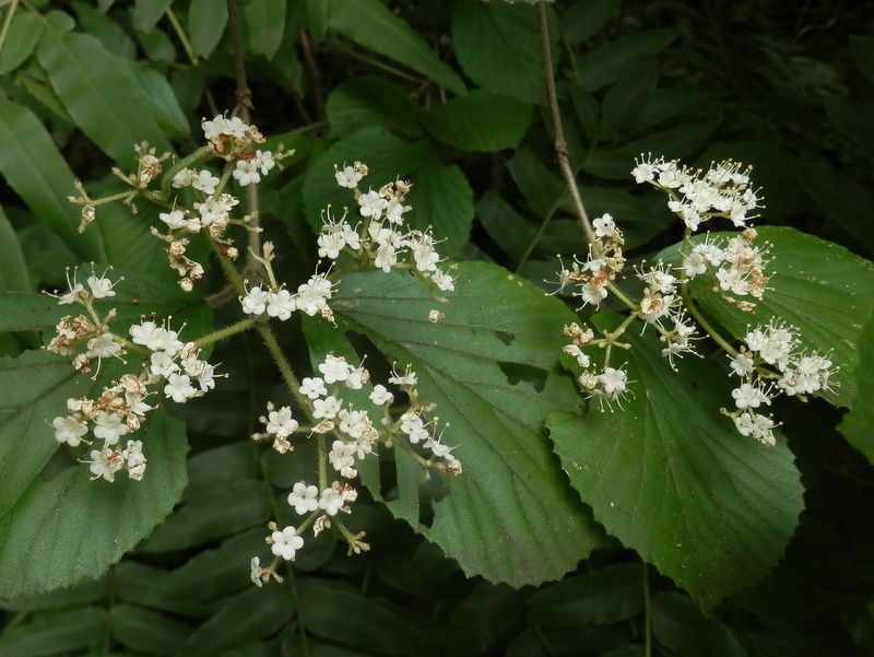 高尾山花探し -- ガマズミ