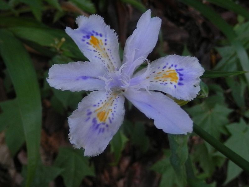 高尾山花探し -- シャガ