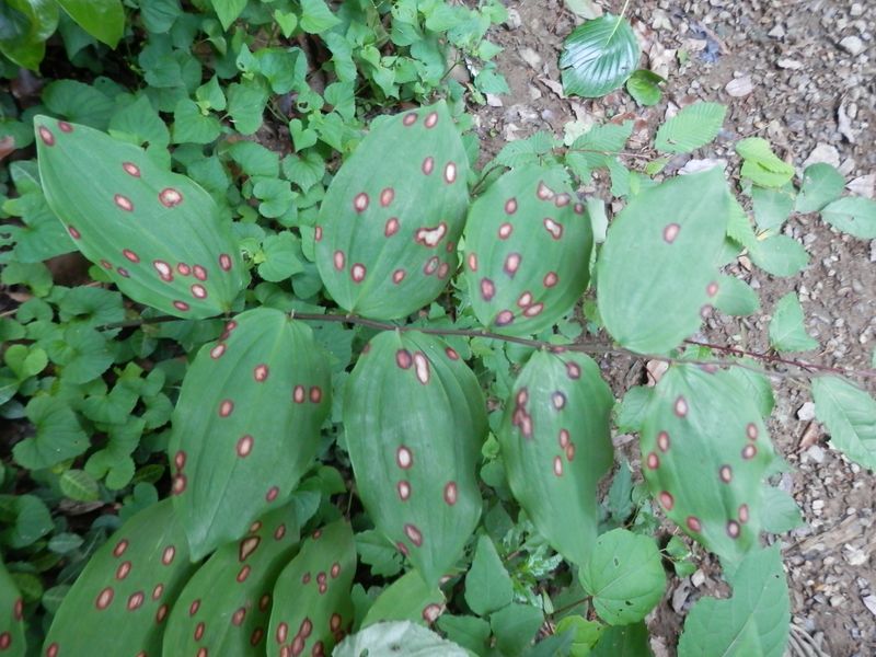 高尾山花探し -- どうしてこうなるのか？ 