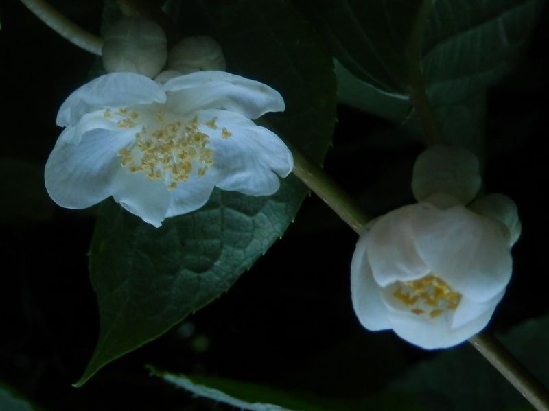 高尾山花探し -- ママタビの花