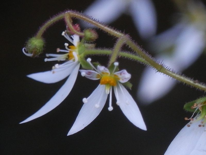 高尾山花探し -- ありゃ、ピンボケだったユキノシタ