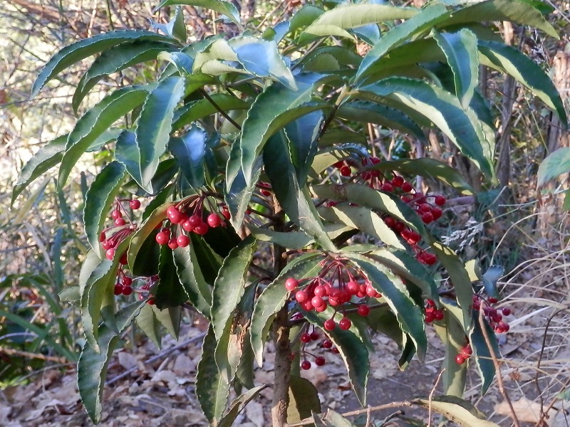 登山道の真ん中に立つマンリョウ