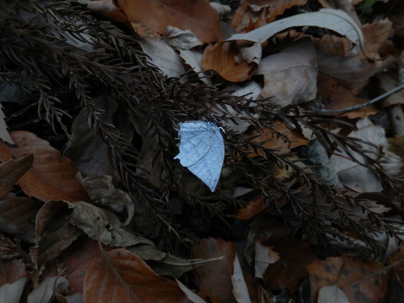 一生を終えたウラギンシジミ