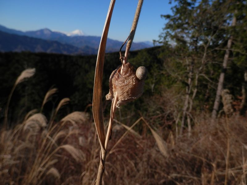 オマケつき、カマキリの卵