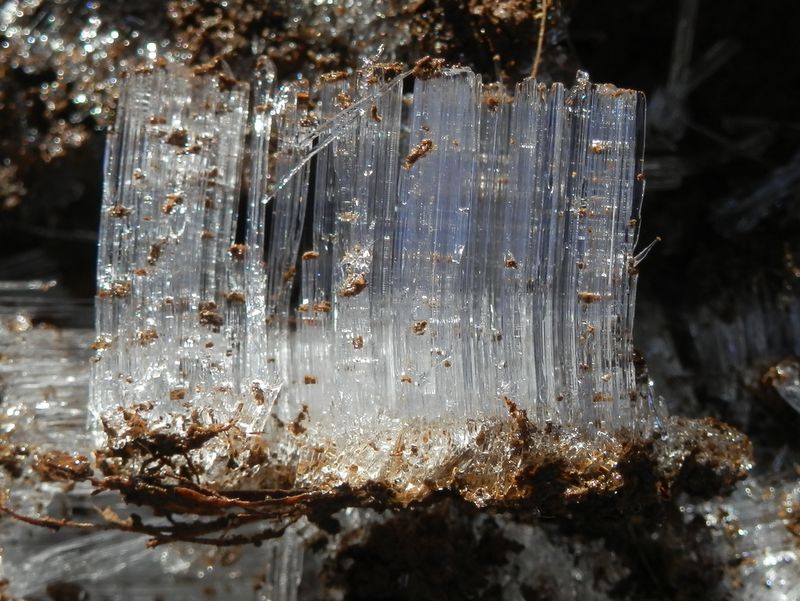 本物の霜柱を撮影